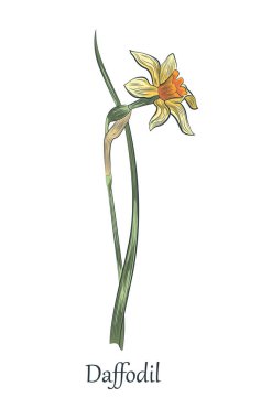 Narcissus. Yapraklı nergis çiçeği.