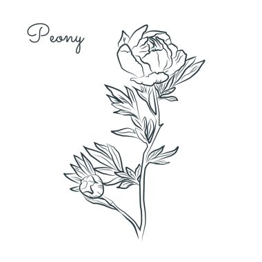 Beyaz arkaplanda şakayık resmi.