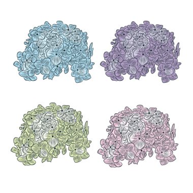 Ortanca çiçeklerinin son derece detaylı illüstrasyon seti.