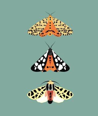 Renkli güve çizimi. Vintage böcek vektör koleksiyonu