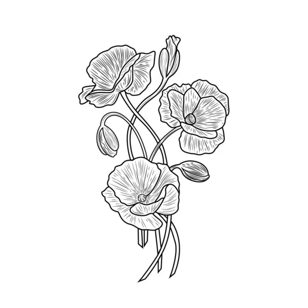 Poppy flower. Floral botanical flower. Isolated illustration element. — Stock Vector