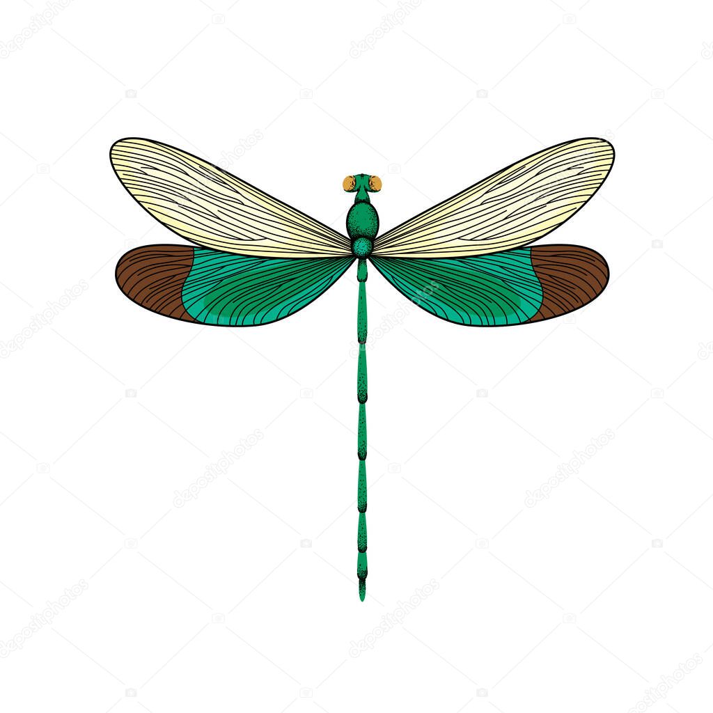 Dragonfly illustration vector illustration.