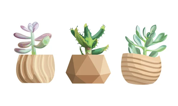 Semeando Vasos Plantas Jardim Suculentas Para Estufa Flores Isoladas Verdes — Vetor de Stock