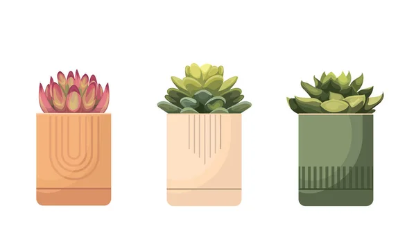 Potted Plants Collection Succulents House Plants Hand Drawn Vector Art — Stockvektor