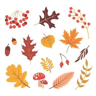 Hand drawn Big Vector set of various types of Mushrooms and Autumn leaves, rowan, acorn and chestnut. Colored trendy illustration. Flat design. Stamp texture.
