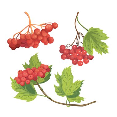 Kartopu çilek set vektör Illustration. Kırmızı çilek ve yeşil ağaç dalları üzerinde bırakır. Elle çizilmiş