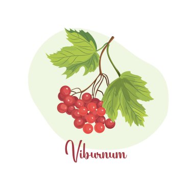 Viburnum meyve ya da böğürtlen ikonu, çiftlik bahçesinden ve vahşi ormandan gelen yiyecek, vektör. Viburnum meyveleri reçel ya da meyve suyu için olgunlaşmış meyveler, doğal organik böğürtlenler..