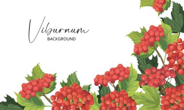 Stylized viburnum with leaves on a white background. Guelder rose is a symbol of Ukraine.