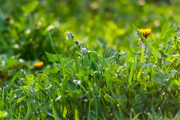 Grass row — Stock Photo, Image