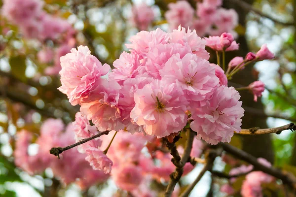 Morning Sakura Bud — Stock Photo, Image