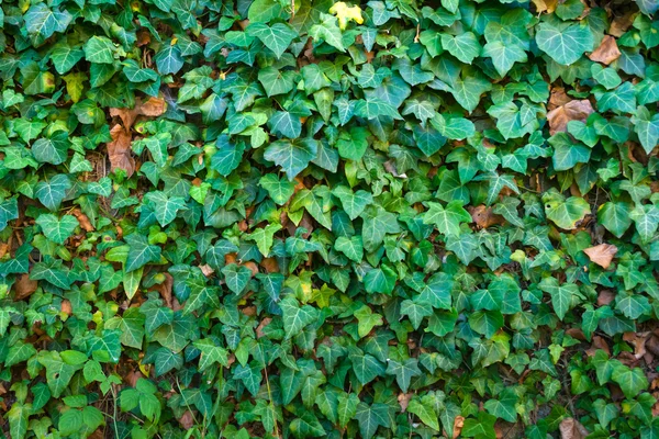 Muro de piedra cubierto de hojas — Foto de Stock