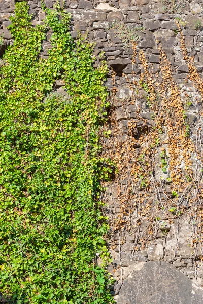 Каменная стена, покрытая листьями — стоковое фото