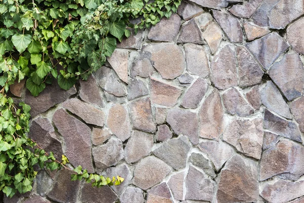Stone wall with ivy — Stock Photo, Image