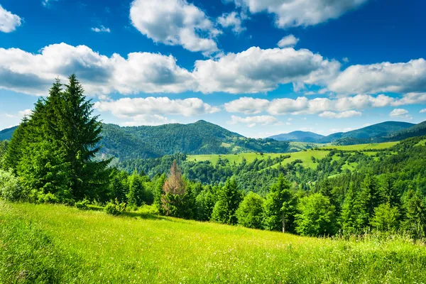 Meadow in mountains — Zdjęcie stockowe