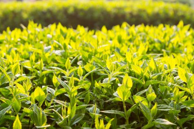 Yeşil bush arka ışık kalıyor