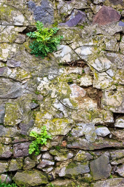 Wall of stones with grass — Stock Photo, Image