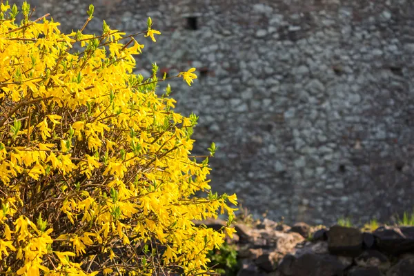 Hojas de arbusto amarillo en una pared de piedra — Foto de Stock
