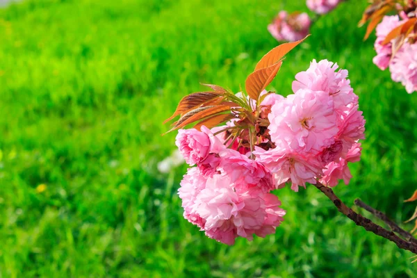 Pink flowers above grass on sakura branches — Stock Photo, Image