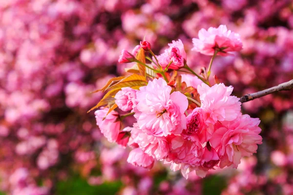 Fleurs de sakura fleuries roses — Photo