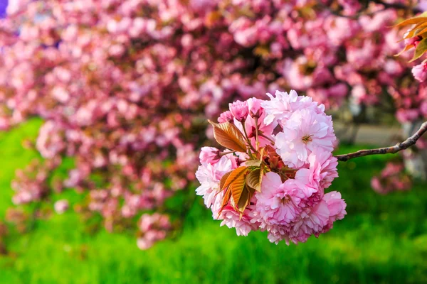 Pink blossomed sakura flowers — Stock Photo, Image