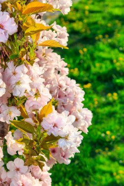 elma yeşil çim zemin üzerine beyaz çiçekleri