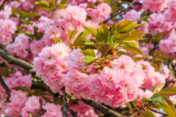 Flores rosa doce de flor de cereja japonesa nos raios de ri — Fotografia de Stock