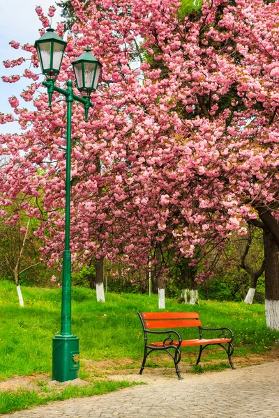 Stadens ljus och butik på trottoaren i parken på en bakgrund — Stockfoto