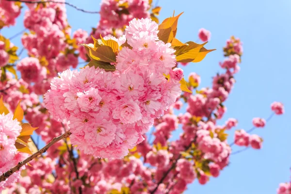 Ri의 광선에 일본 벚꽃의 부드러운 핑크 꽃 — 스톡 사진