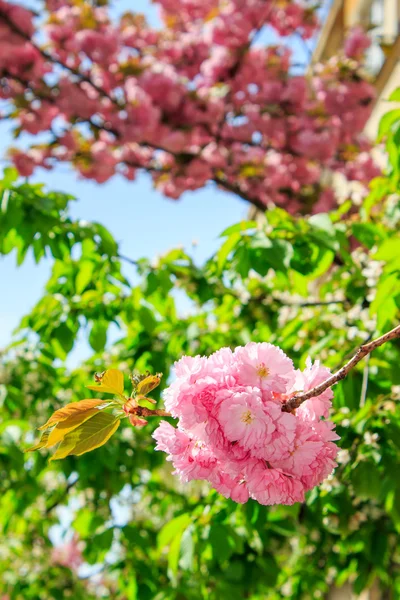 Λεπτή ροζ sakura λουλούδια για ένα πράσινο δέντρο στέμμα — Φωτογραφία Αρχείου