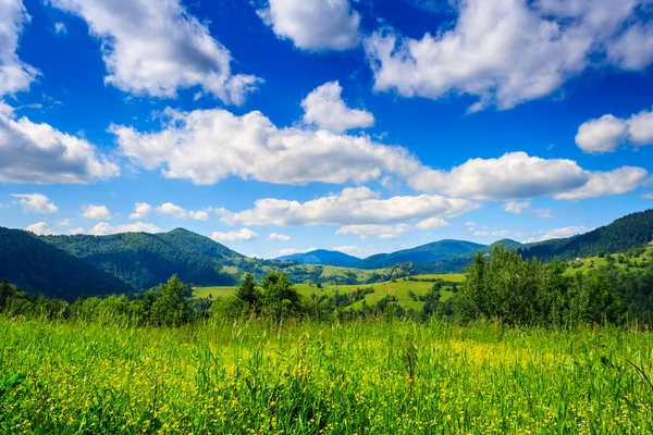 Alpine meadow with tall grass — Stock Photo, Image