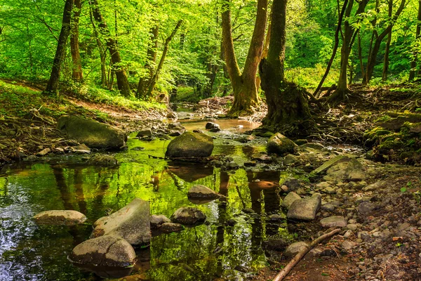 У старому лісовому потоці — стокове фото