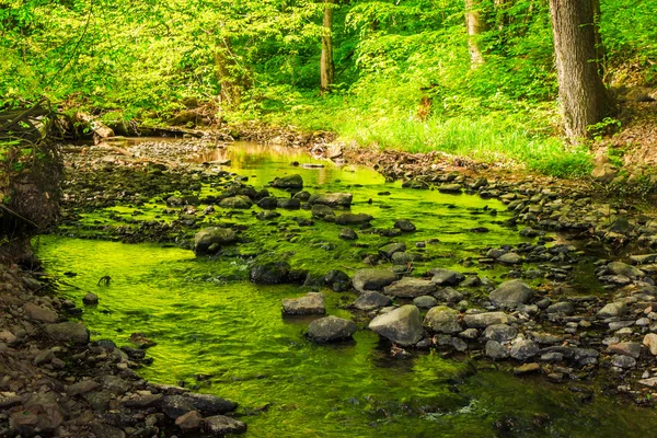 Mountain stream in the old forest — Stock Photo, Image