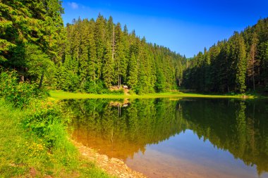 Sabahın erken saatlerinde Gölü ve çam ormanı
