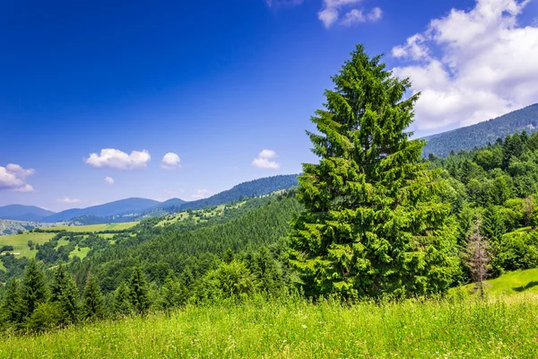 Floresta de coníferas de montanha em bom tempo de verão — Fotografia de Stock