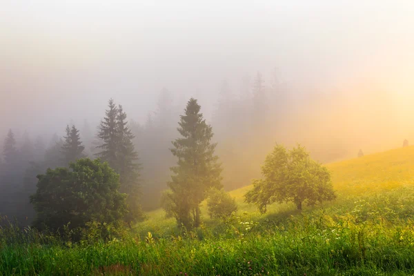 太陽光線の霧を通して方法を作る — ストック写真