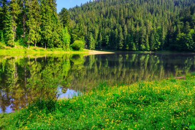 iğne yapraklı dağlar yatay Nehri kıyısında
