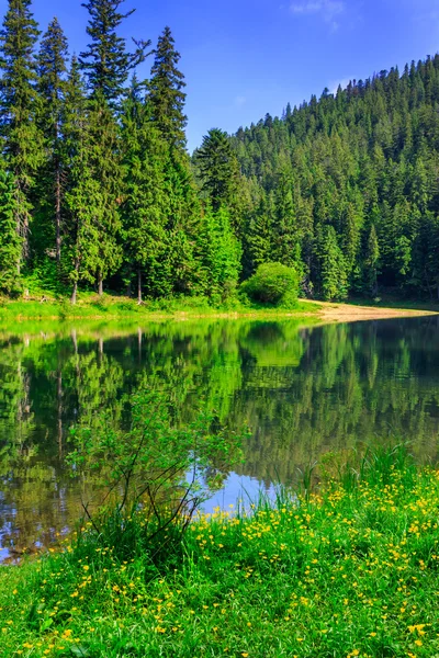 Coniferous coast of river in mountains vertical — Stock Photo, Image