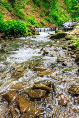 Orman nehir taşları ve moss ile