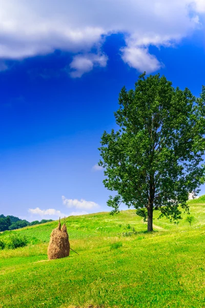 Гірський стек сіна з вертикальними деревами — стокове фото