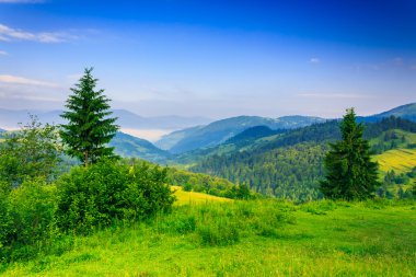 two green pine tree on meadow in the mountains early morning