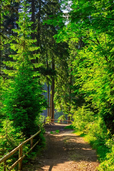 Sentier étroit dans la forêt avec petite clôture en bois tourner à droite — Photo