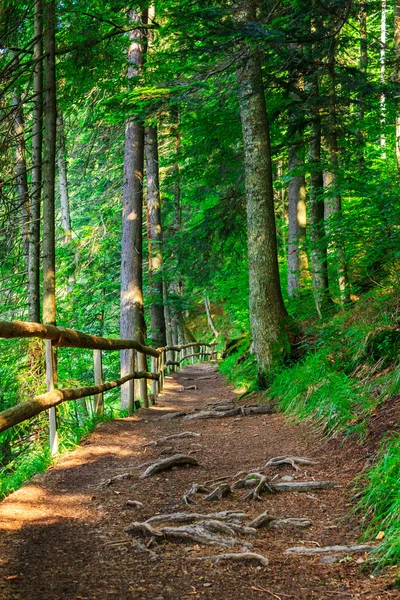 Stretto sentiero di montagna in una foresta di conifere con piccolo fe di legno — Foto Stock