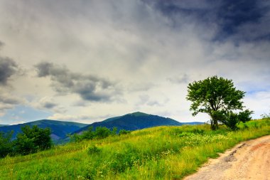 ağaç ve çalı bir glade üzerinde ağır bir cl altında dağ yolu yakın: