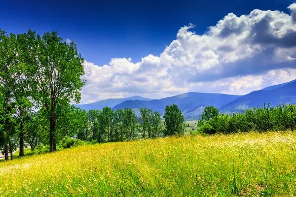 Prado grande con hierbas, árboles, arbustos y nubes sobre el moun —  Fotos de Stock