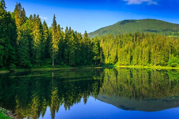 Frescura perto da floresta — Fotografia de Stock