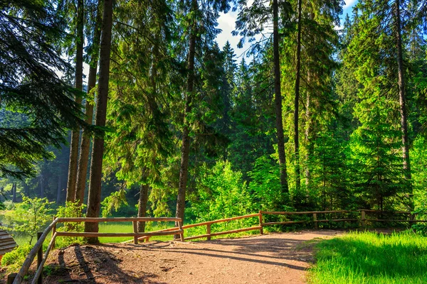 Ochtend wandelingen — Stockfoto