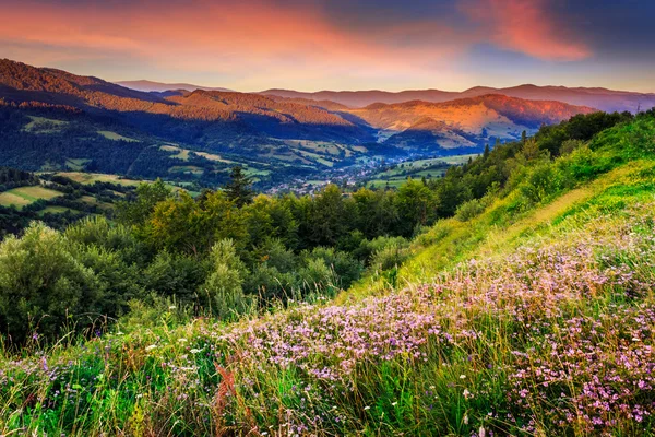 Dzikie kwiaty w górach — Zdjęcie stockowe