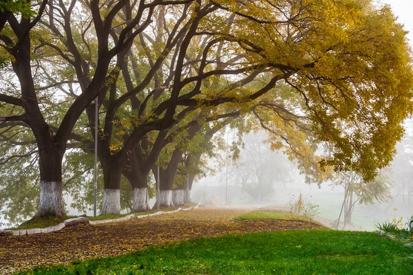 Autumn trees in the fog — Stock Photo, Image
