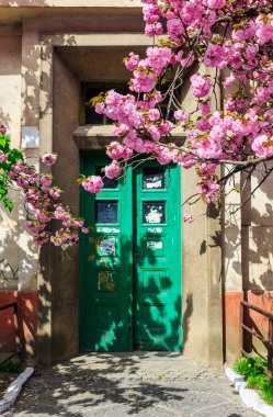 sakura tree blooms in front of door