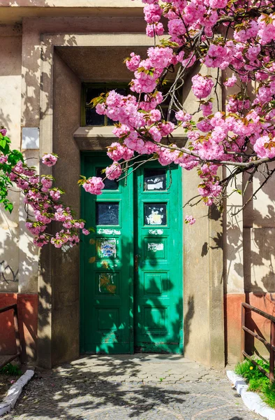 Árvore sakura floresce na frente da porta — Fotografia de Stock